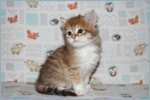 Female Siberian Kitten from Deedlebug Siberians 